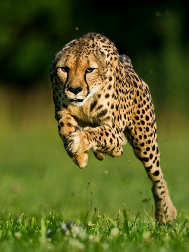 The Mighty Cheetah!