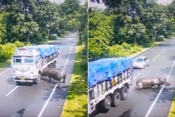 Rhino-Gets-Hit-by-Truck-in-Kaziranga