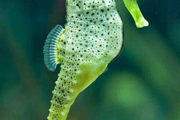 Sea horse Photograph