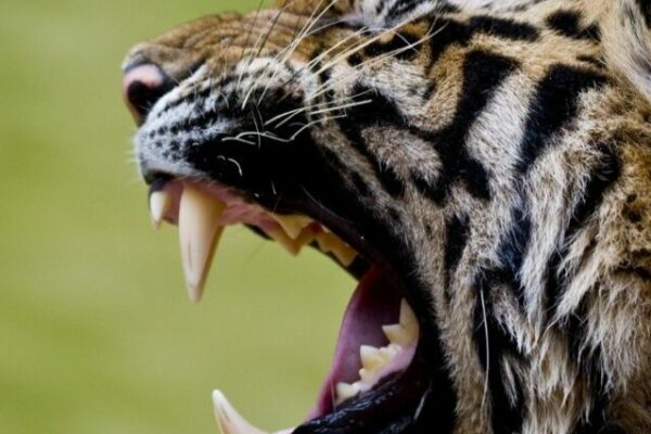 Stunning Tiger Roar Photography