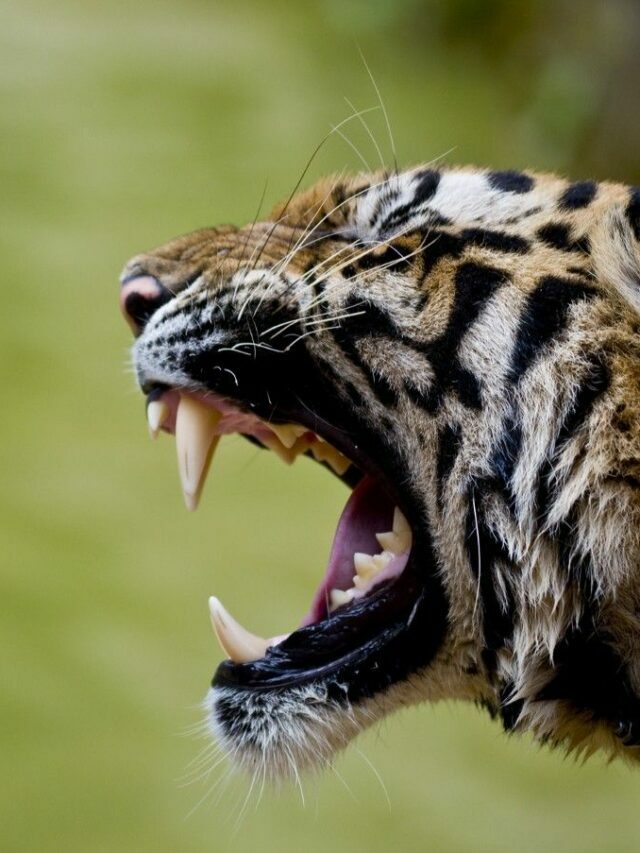 Stunning Tiger Photographs