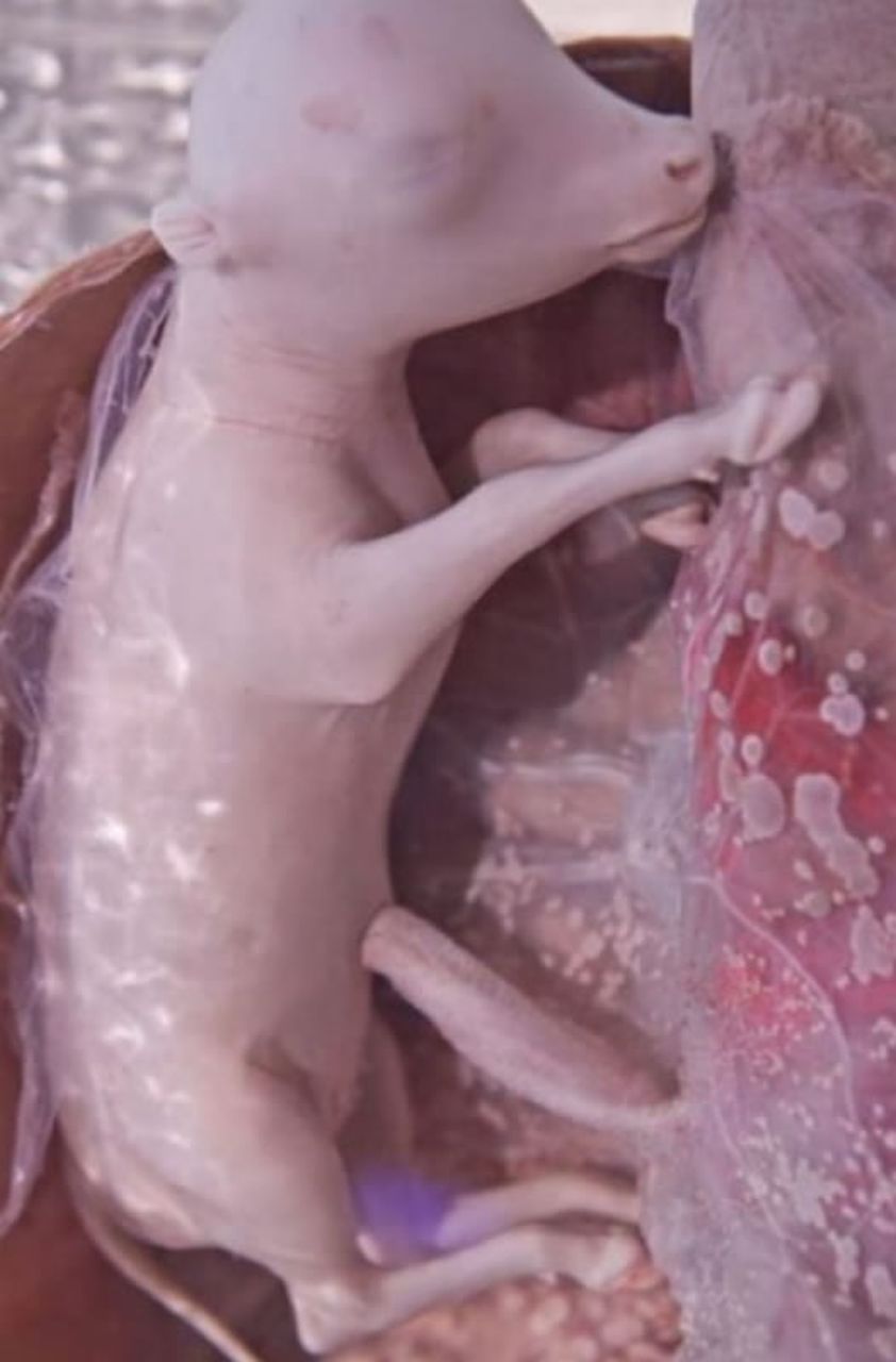 These Baby Animals in the Womb Will Leave You in Awe - Planet Custodian