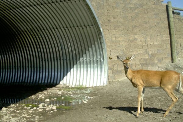 Tribal Knowledge-Backed Wildlife Crossings in Montana Help Reducing Accidents