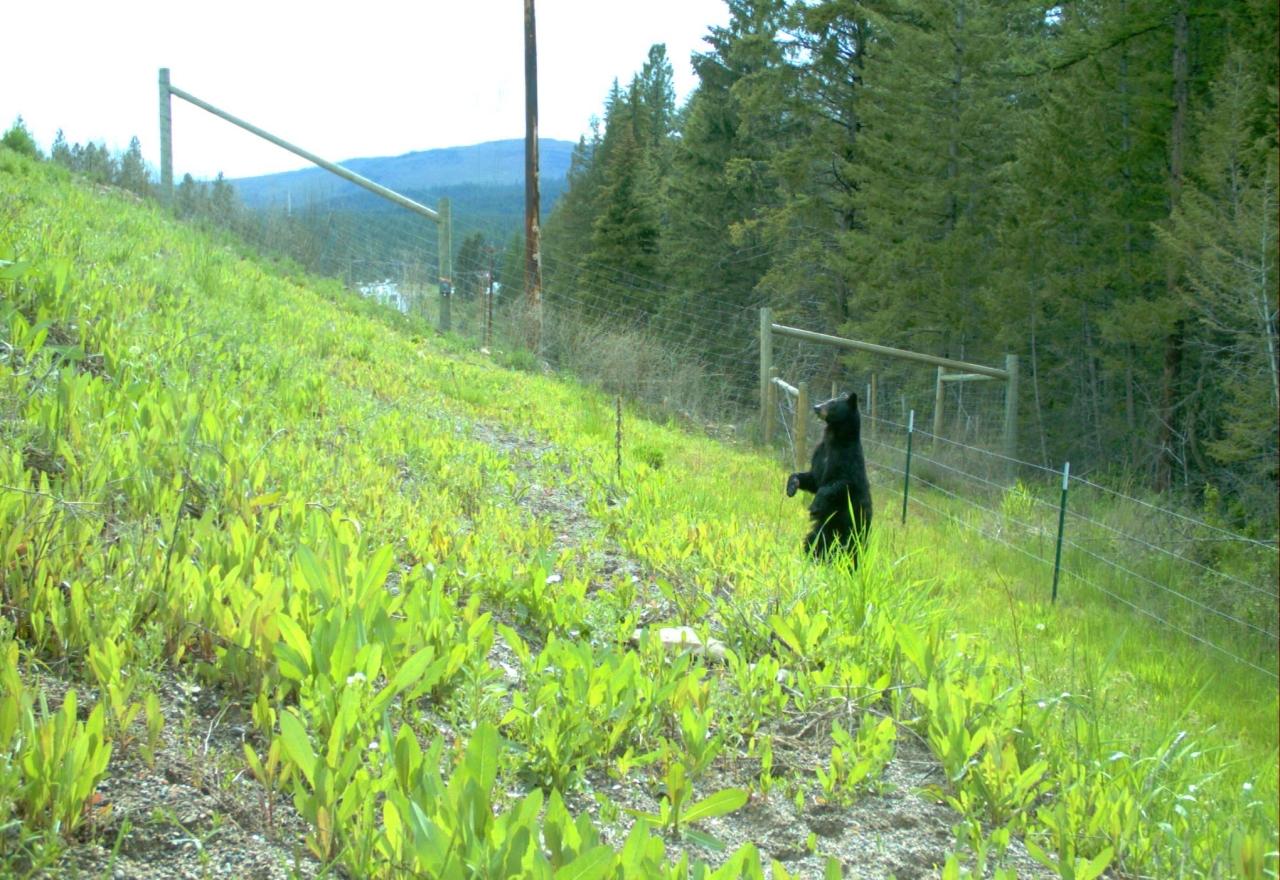 Tribal Knowledge-Backed Wildlife Crossings in Montana Helping Wildlife