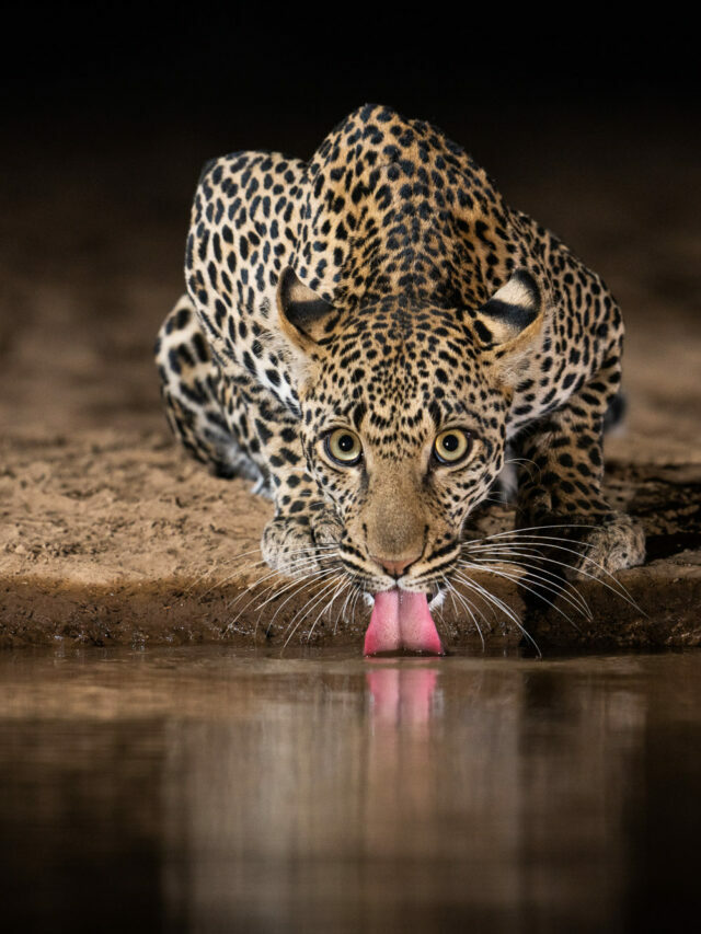 Unseen Photos of Wild Animals Drinking From African Watering Hole