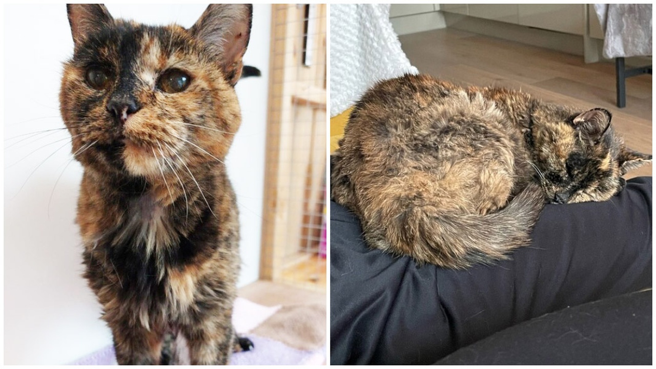 Flossie Is The Oldest Living Cat Holds Guinness World Record