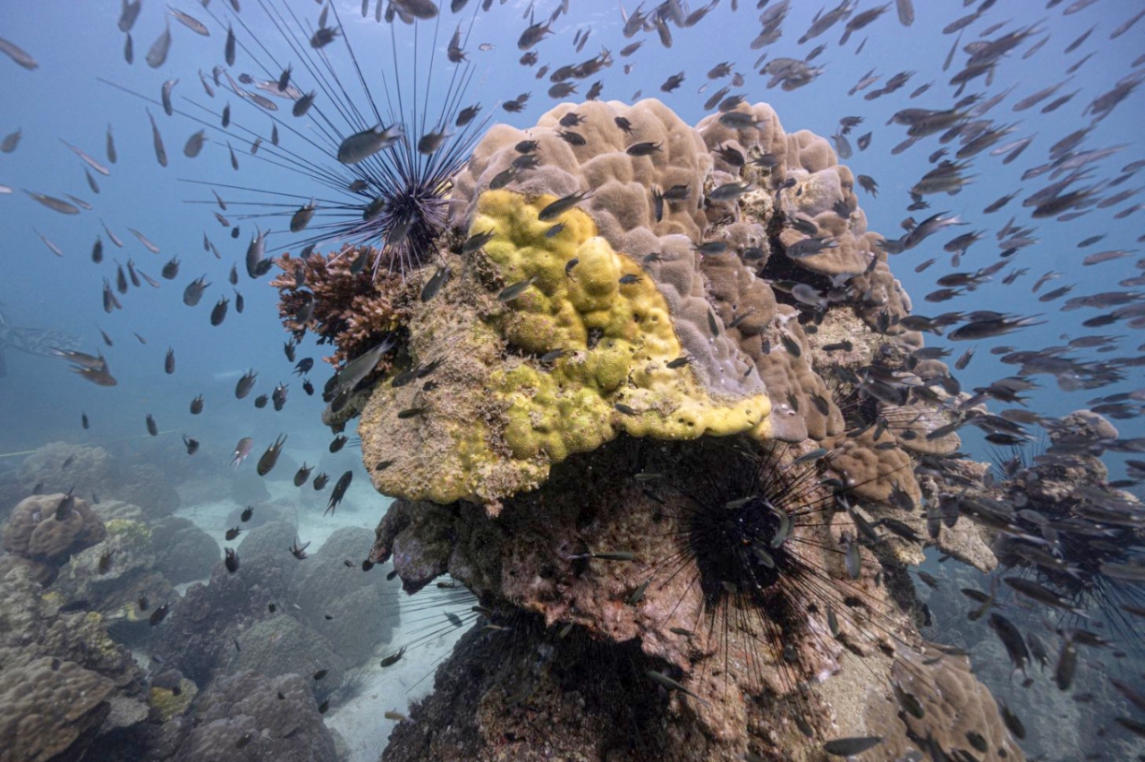 Yellow-Band Disease is Killing Thailand’s Corals, Climate Change to Blame