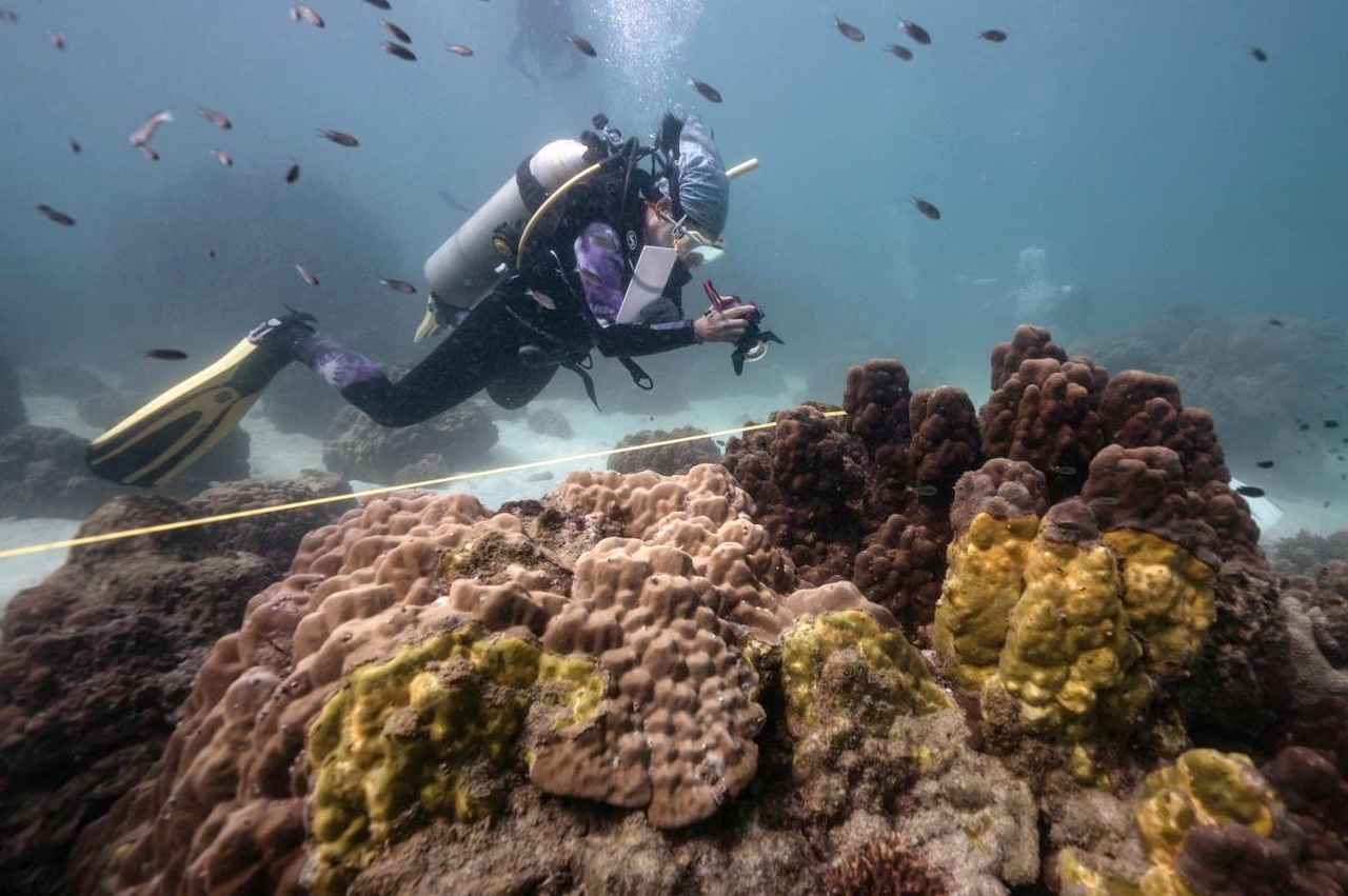 Yellow-Band Disease is Killing Thailand’s Corals