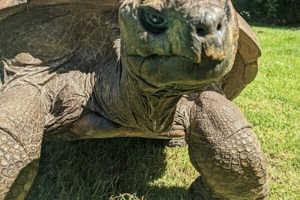 Johnathan the world’s oldest tortoise_6