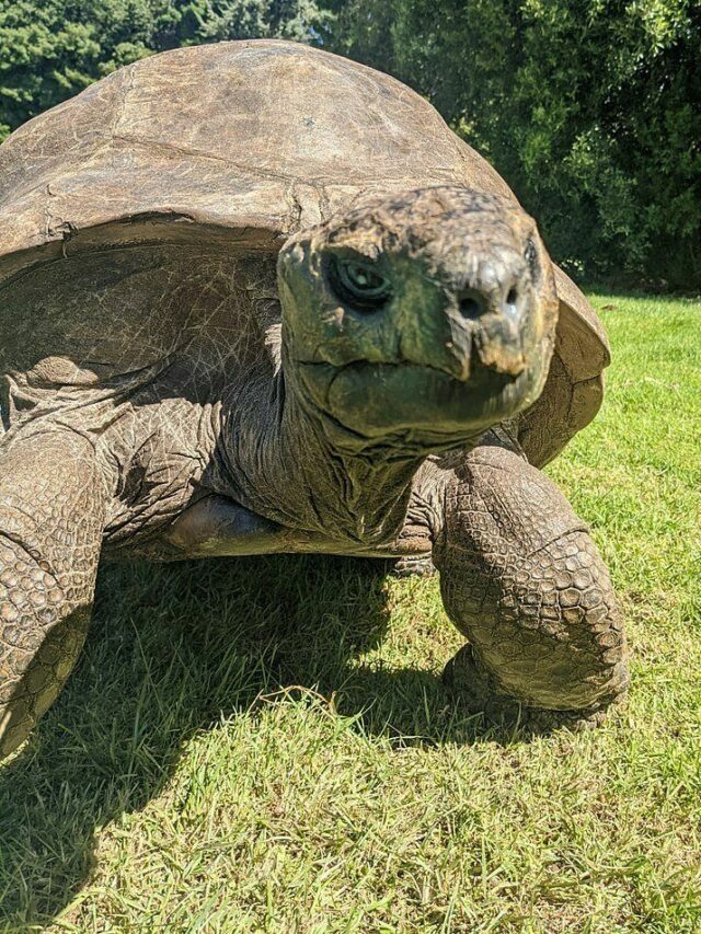 In Pictures: Johnathan, World’s Oldest Tortoise Turns 190