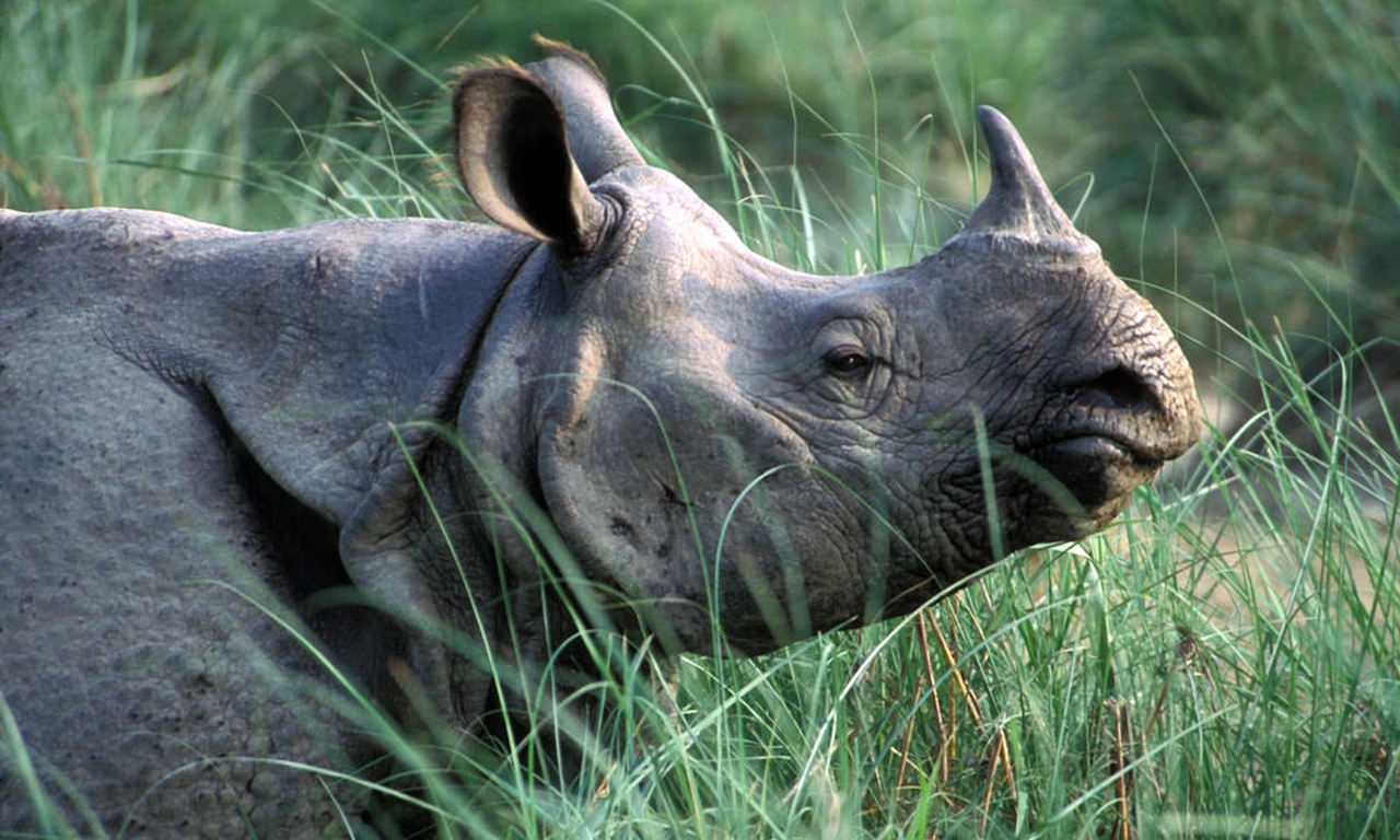 Assam Recorded Zero Rhino Poaching in 2022