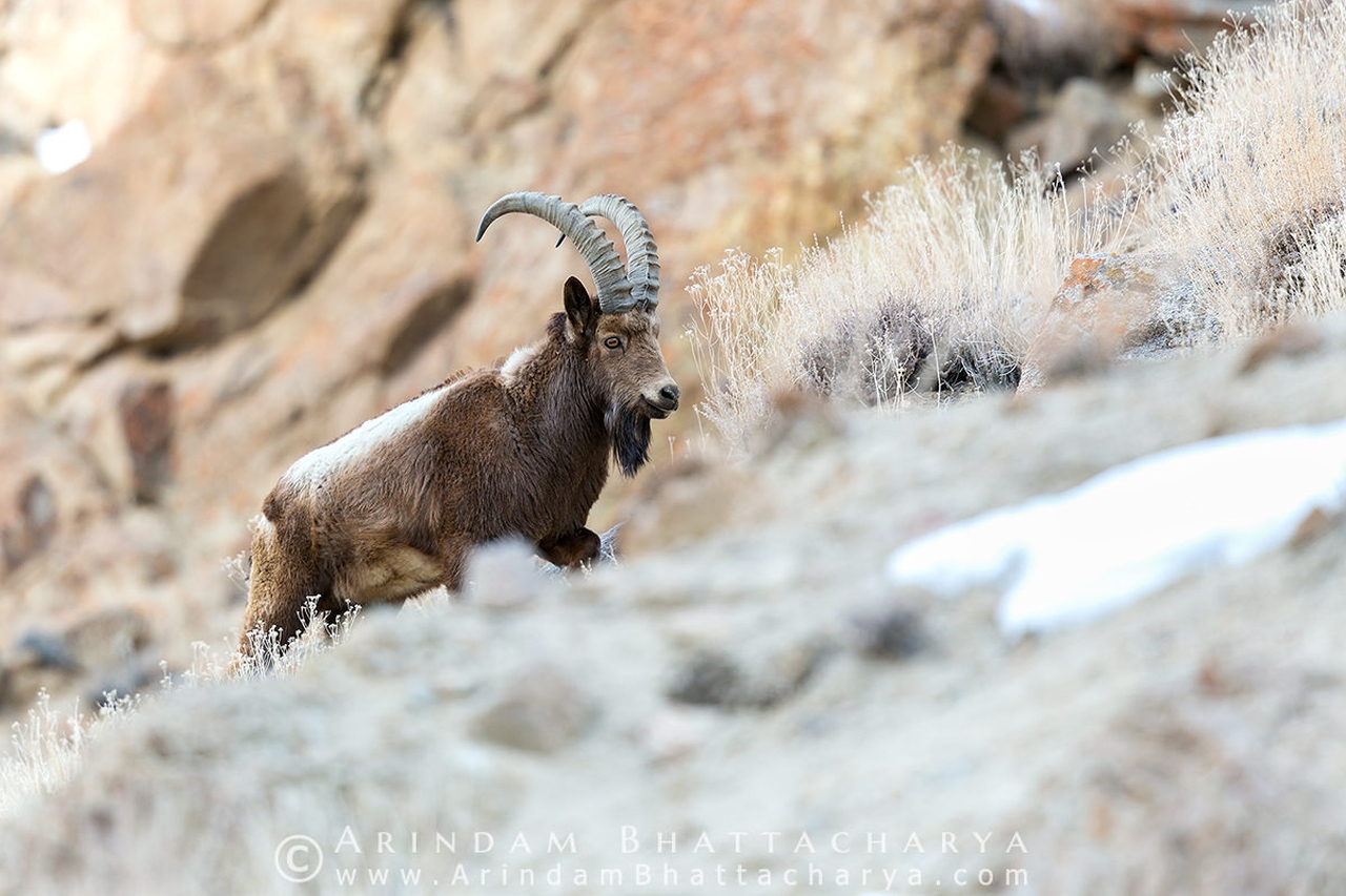 Himalayan Ibex