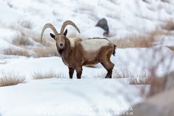 Himalayan Ibex