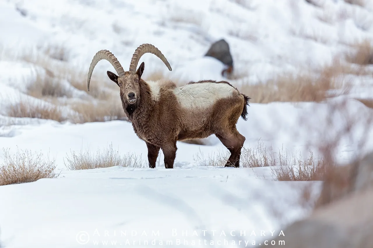 Himalayan Ibex