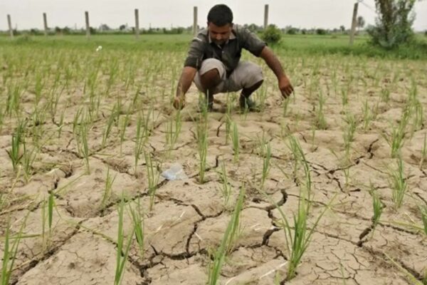 Prolonged Dry Spell Threatens Himachal’s Winter Crops