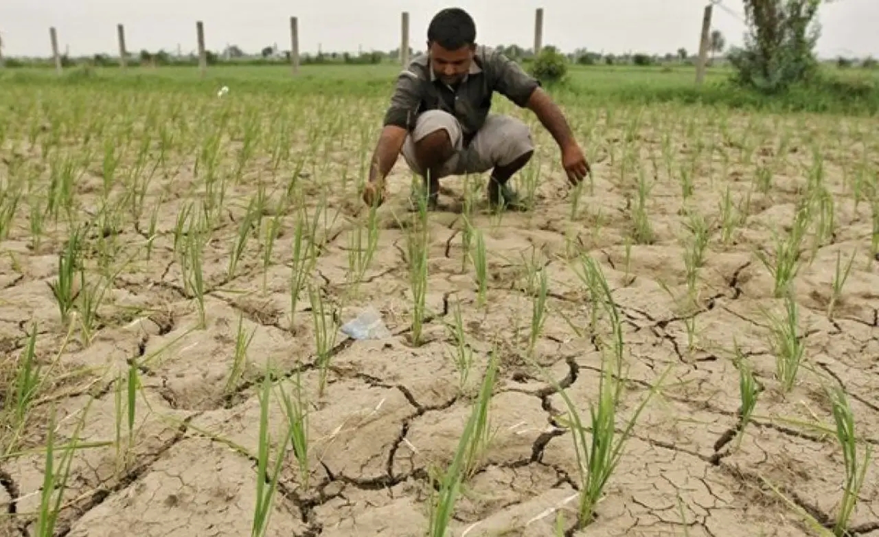 Prolonged Dry Spell Threatens Himachal’s Winter Crops