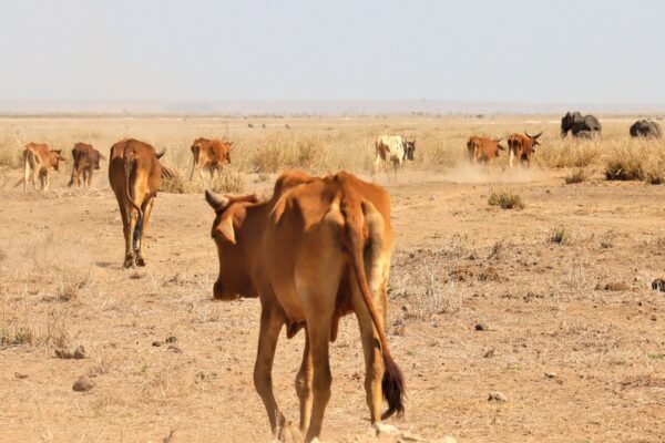 The Horn of Africa is Parched amid Worst Drought