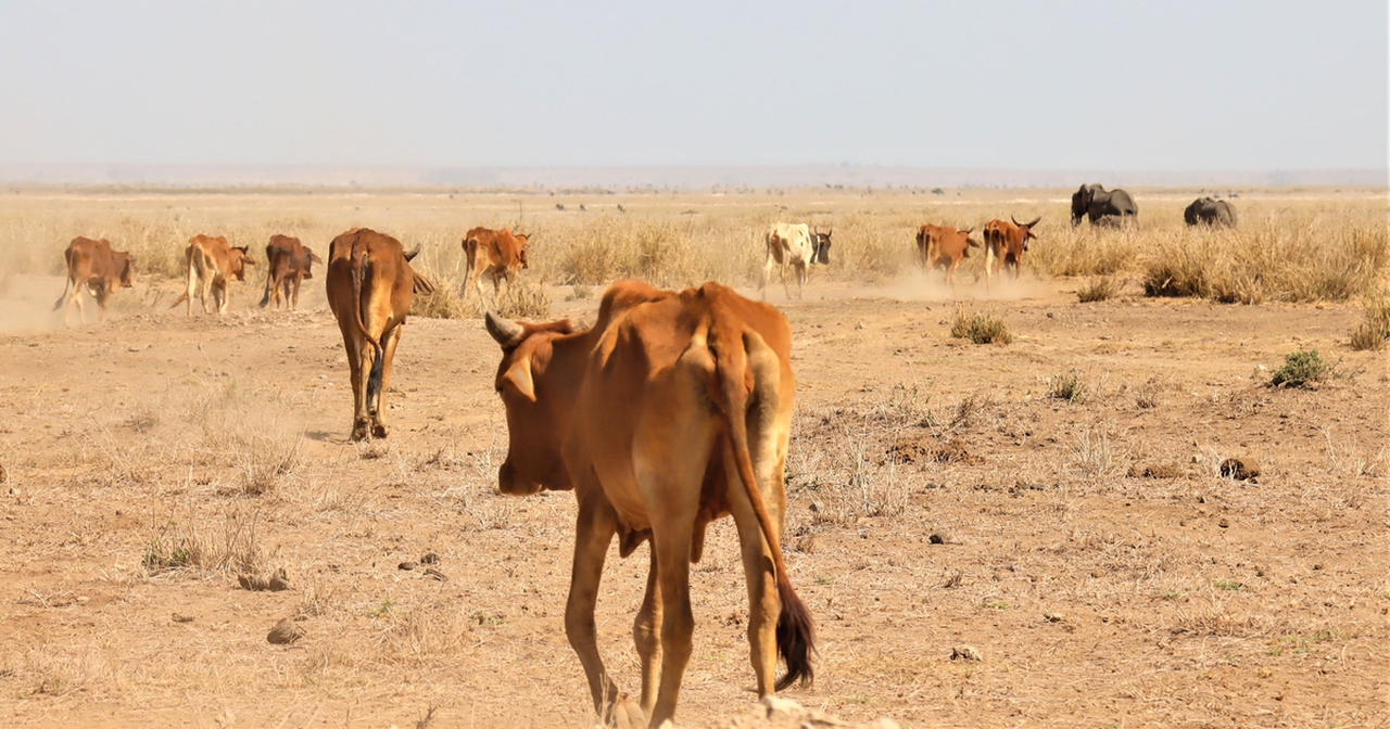 The Horn of Africa is Parched amid Worst Drought