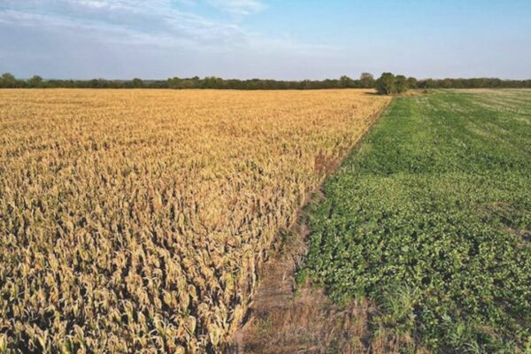 Climate Change-Linked Heat Worsened Argentina's Drought