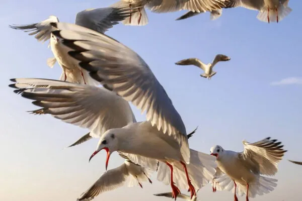 Decline in Migratory Birds at Punjab's Harike Wetland