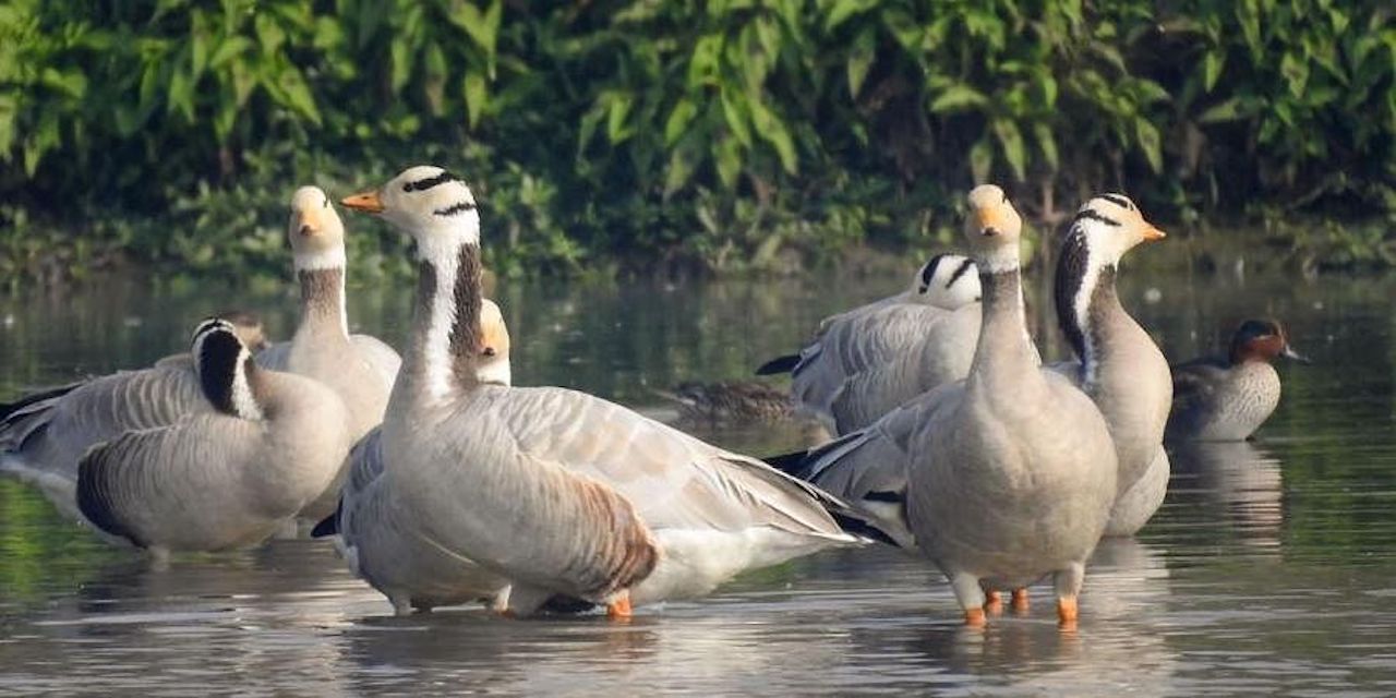 Decline in Migratory Birds at Punjab's Harike Wetland