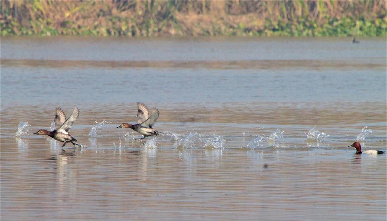 Decline in Migratory Birds at Punjab's Harike Wetland