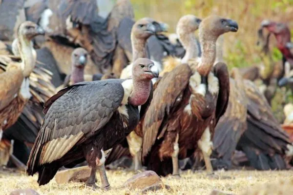 Endangered Vultures Spotted in Uttarakhand and UP, Signaling Their Return