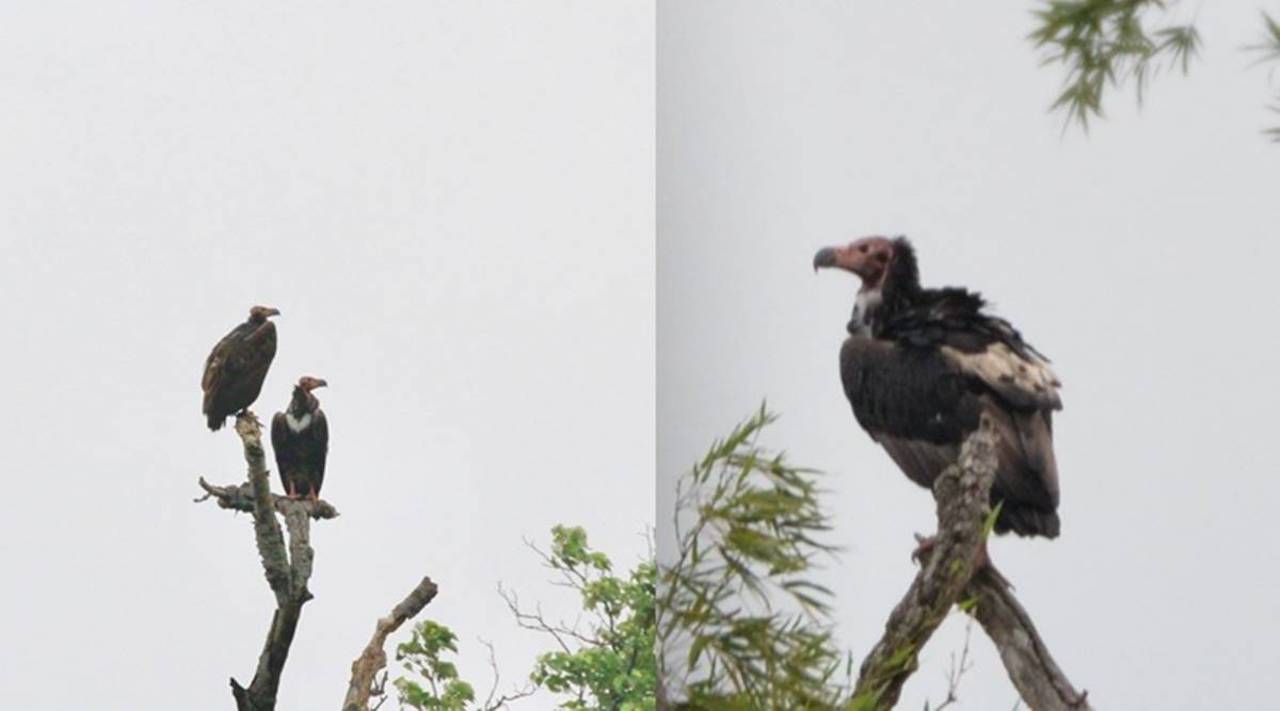 Endangered Vultures Spotted in Uttarakhand and UP, Signaling Their Return