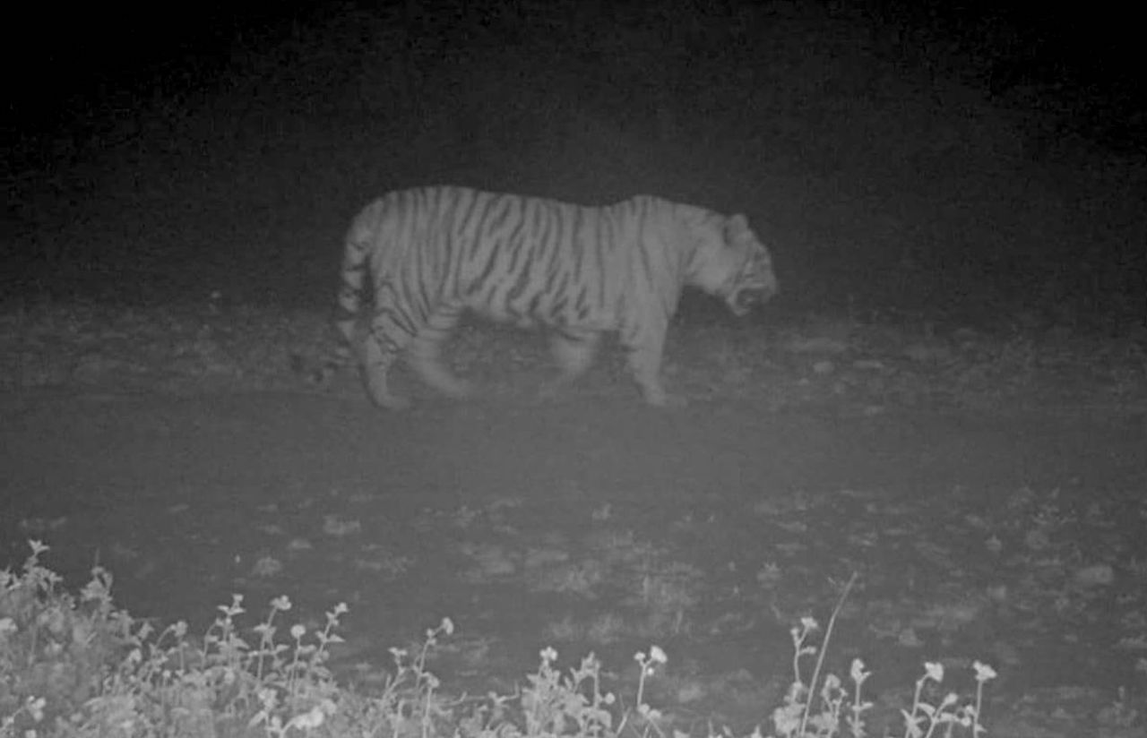 Himachal Pradesh Celebrates First Tiger Sighting in Simbalbara National Park