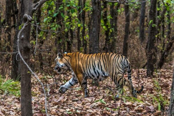 Himachal Pradesh Celebrates First Tiger Sighting in Simbalbara National Park