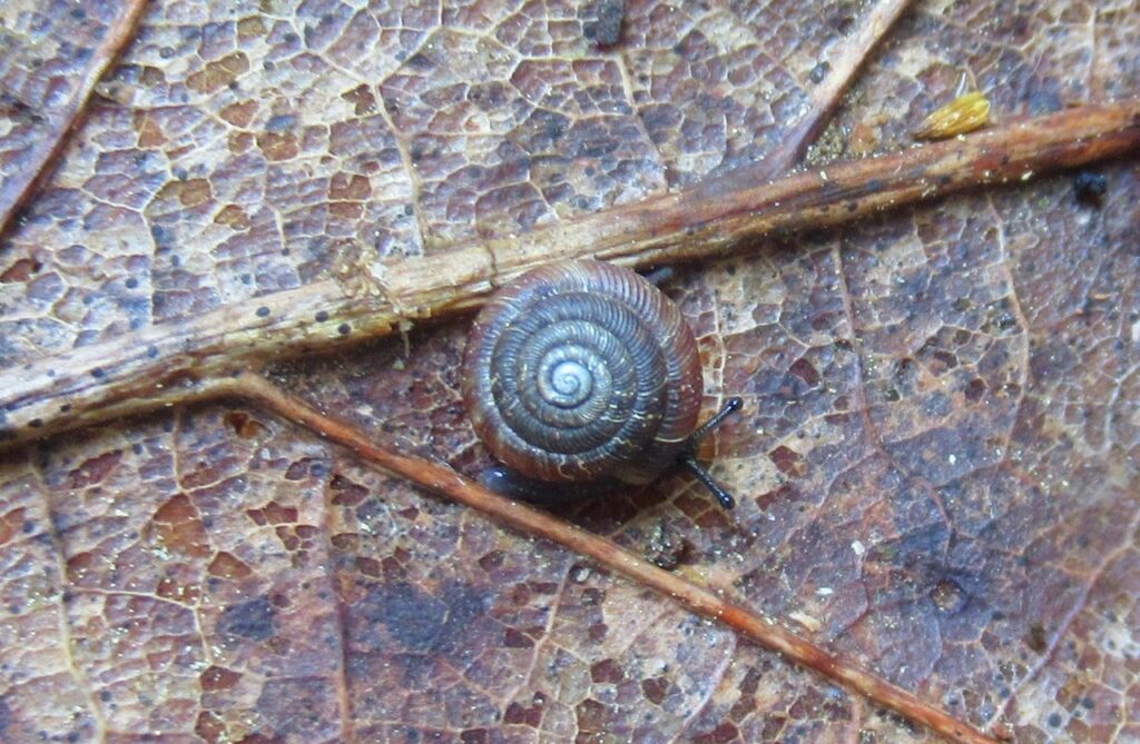 How Snails Contribute to Ecosystems?