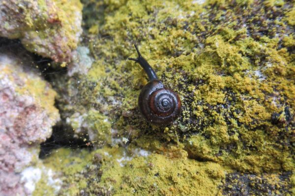 How Snails Contribute to Ecosystems