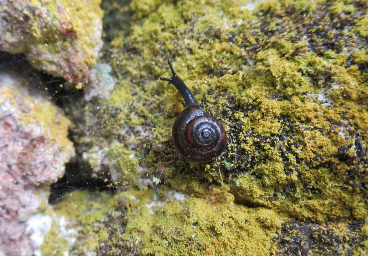 How Snails Contribute to Ecosystems