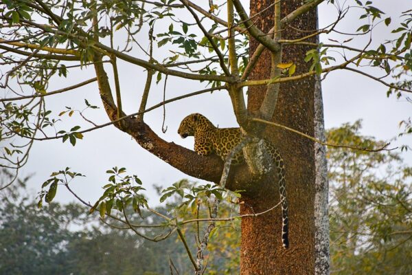 Human-Wildlife Conflict Persists in Uttarakhand Despite Efforts