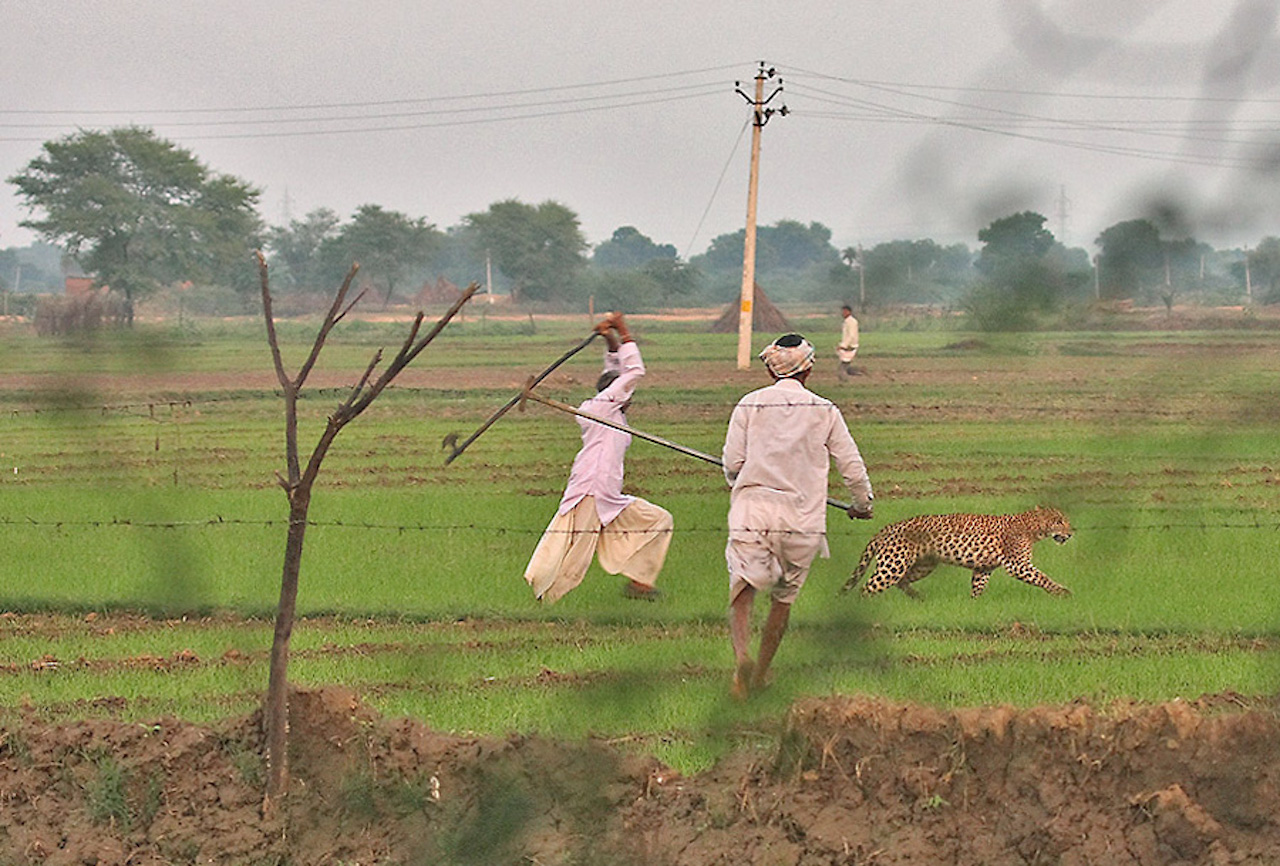 Human-Wildlife Conflict Persists in Uttarakhand Despite Efforts