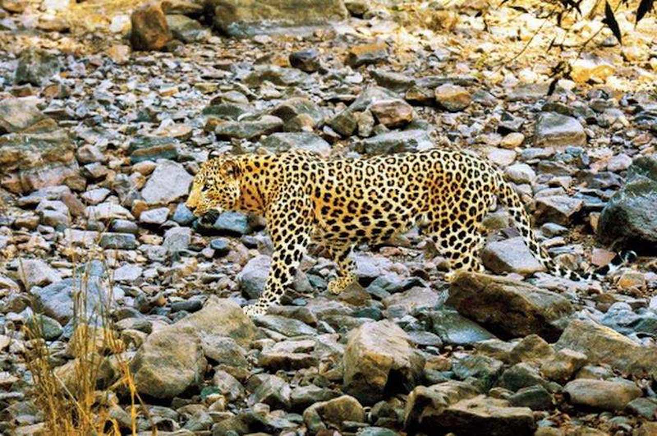 Human-Wildlife Conflict Persists in Uttarakhand Despite Efforts