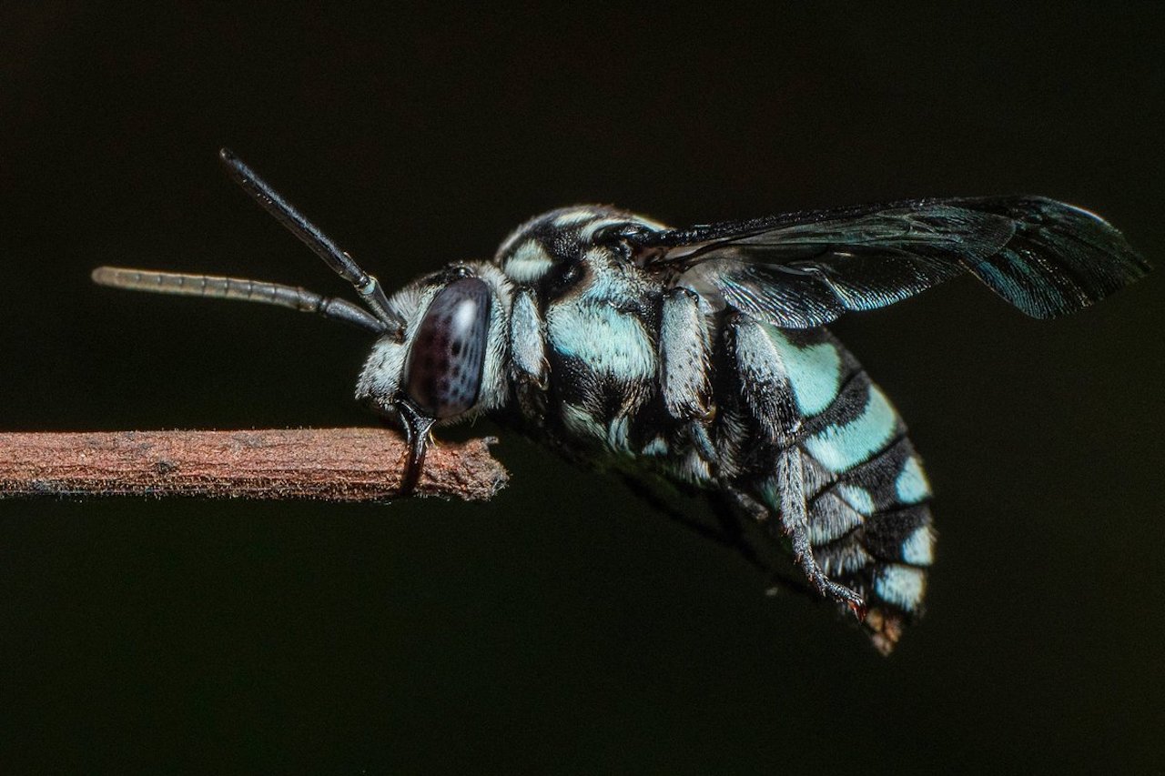 Newly Discovered Cuckoo Bee Species Named After Late Zoology Professor-1