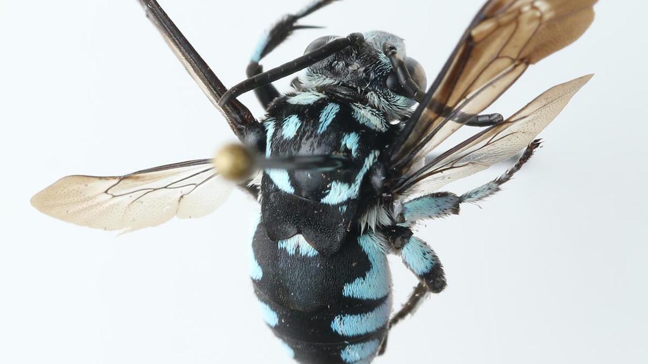 Newly Discovered Cuckoo Bee Species Named After Late Zoology Professor