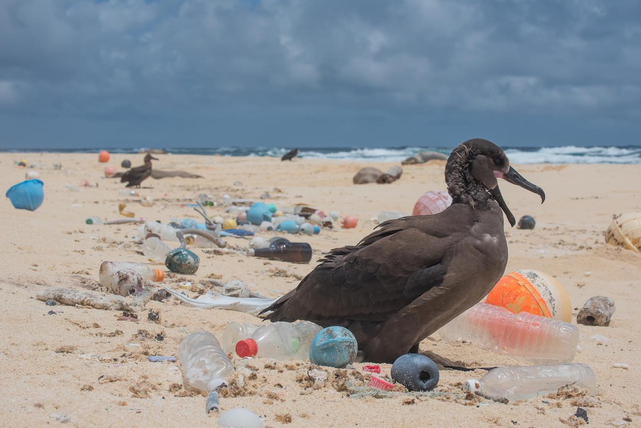 170 Trillion Plastic Particles Found Floating in Oceans