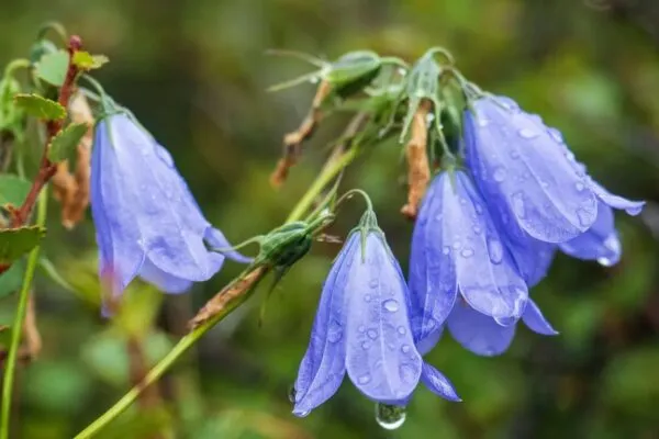 Britain and Ireland Lose 50 Percent of Native Plants in 20 Years