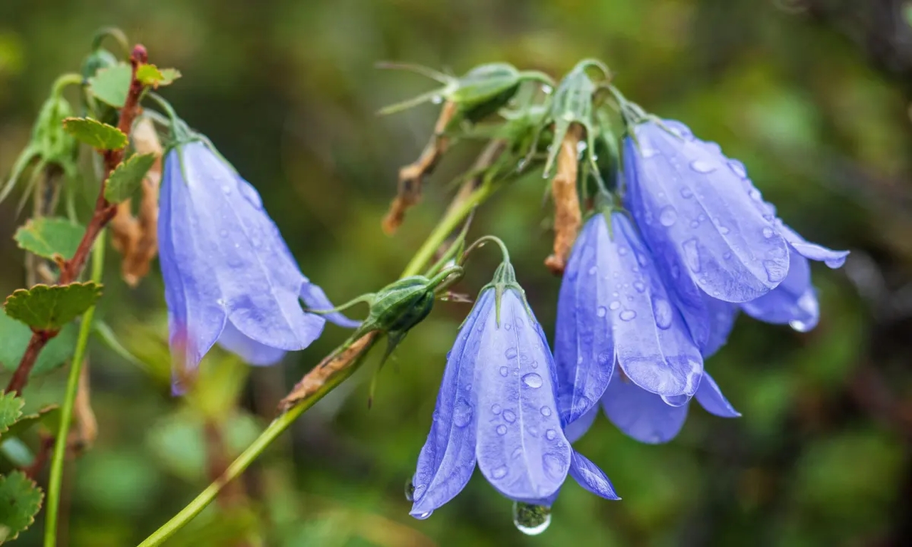 Britain and Ireland Lose 50 Percent of Native Plants in 20 Years