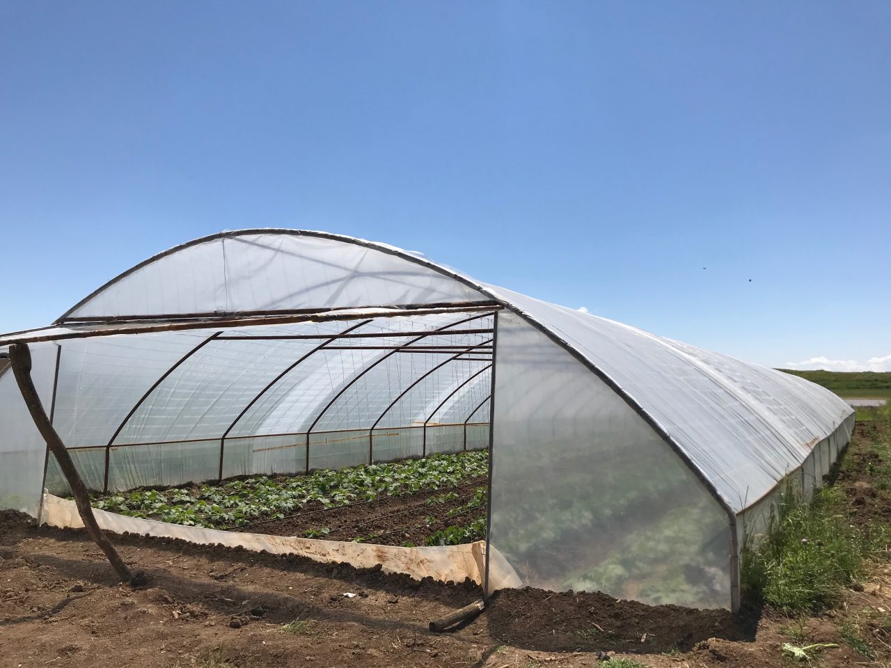 Greenhouse farming to tackle food insecurity in Syria-1