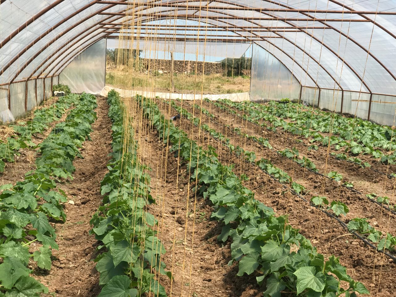 Greenhouse farming to tackle food insecurity in Syria