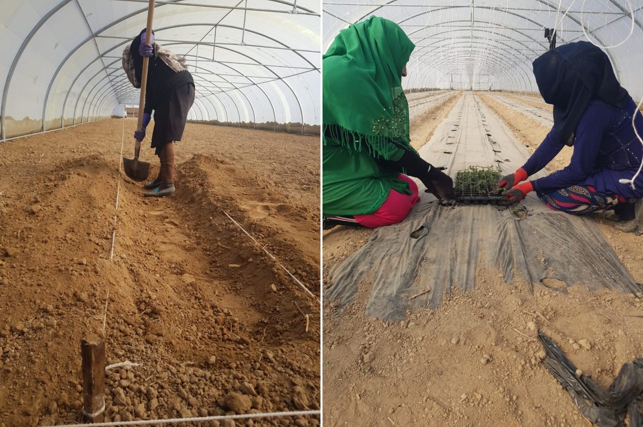 Indoor capture - farmers - seedlings setting - Raqqa district