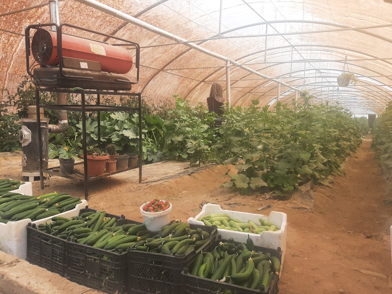 Indoor farming to aid starving population in Syria