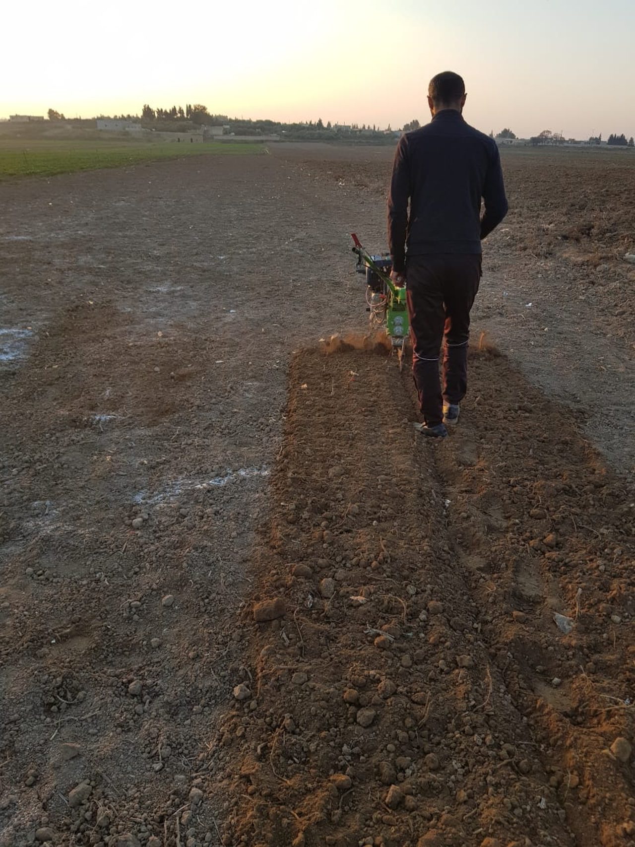 Seed germination - Raqqa district