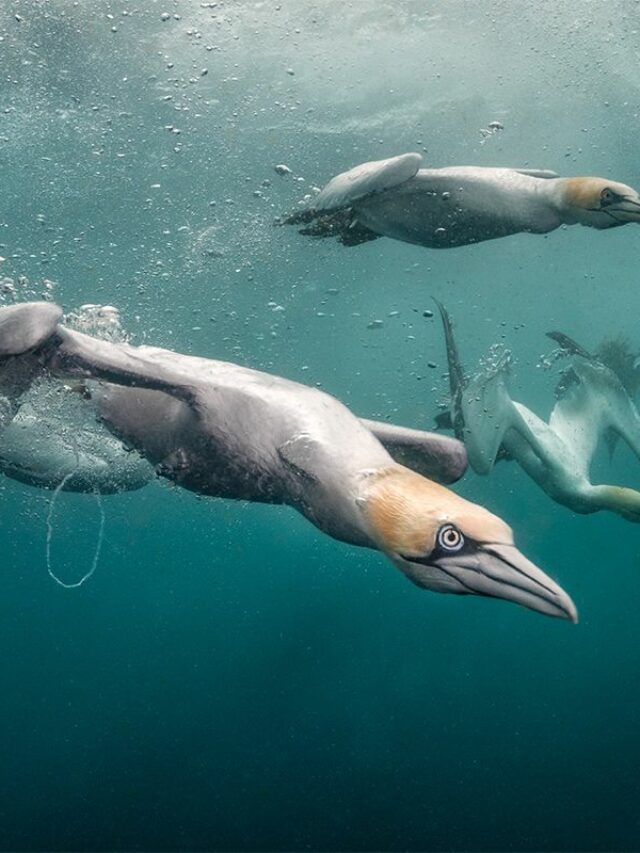 Otherworldly Underwater Photographs