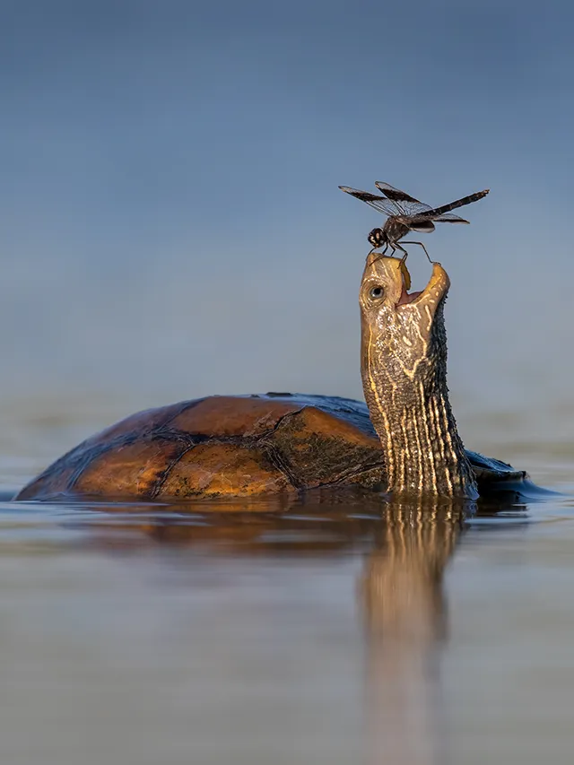 Most Mesmerizing Wildlife Photographs of the Year