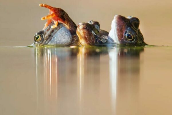 Winner of 2024 British Wildlife Photographer of the Year - Three Frogs in Amplexus