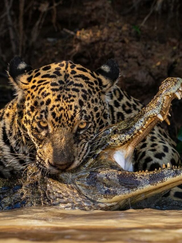 Best of Natural World From 2024 Sony World Photography Awards